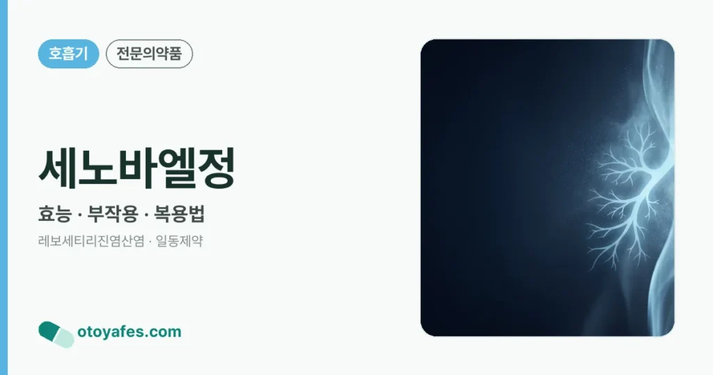 세노바엘정 정리 썸네일